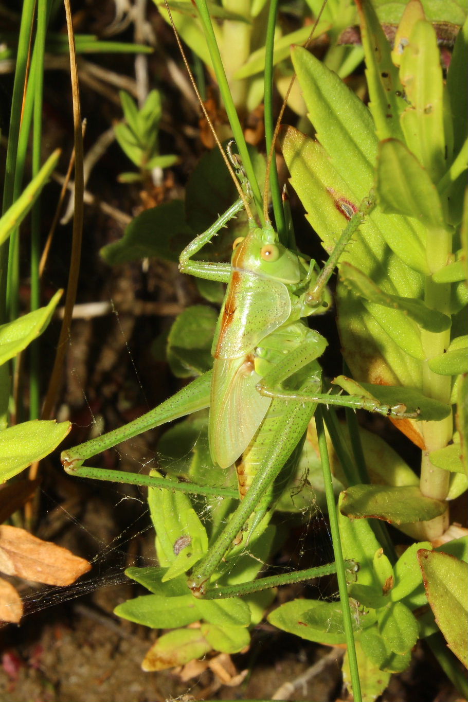 Orthoptera  da determinare-1